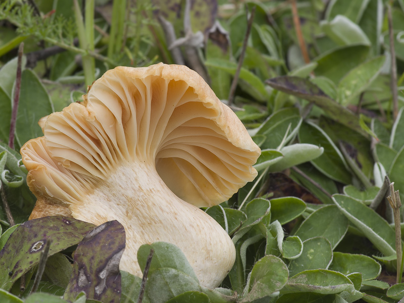 Hygrocybe pratensis